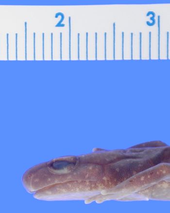Media type: image; Herpetology A-89458
